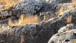 Adıyaman'da çizgili sırtlan görüldü