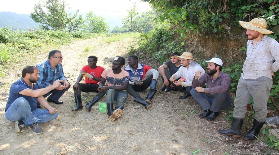 Afrikalılar, Rize'de çay topluyor