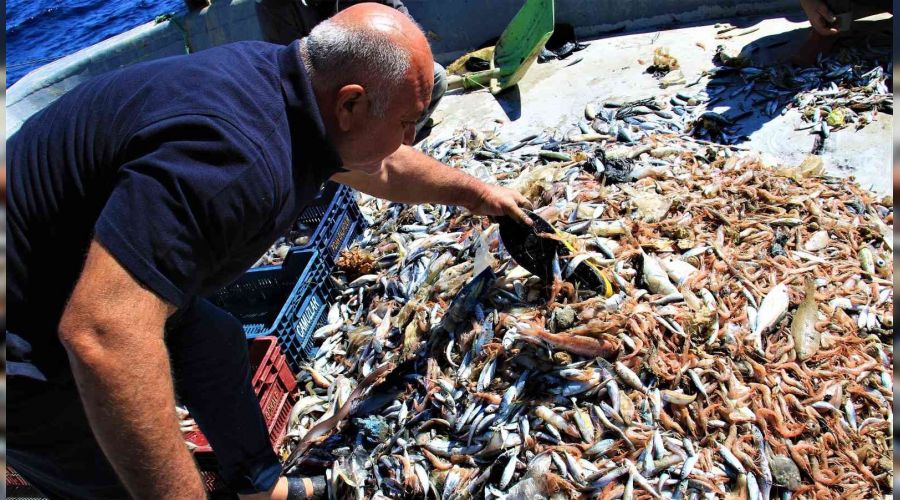 Akdeniz'de bal�ktan �ok ��p ��k�yor