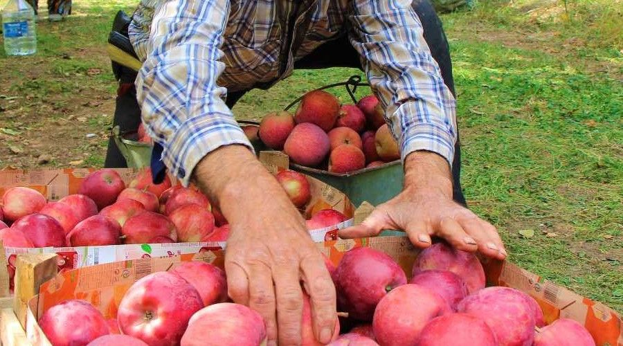 Amasya'da dal�nda 1,5 lira olan elma manavda 6 lira