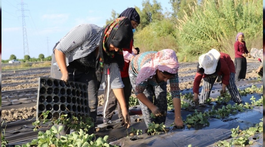 Antalya'da ilek retimi iin dikimler balad