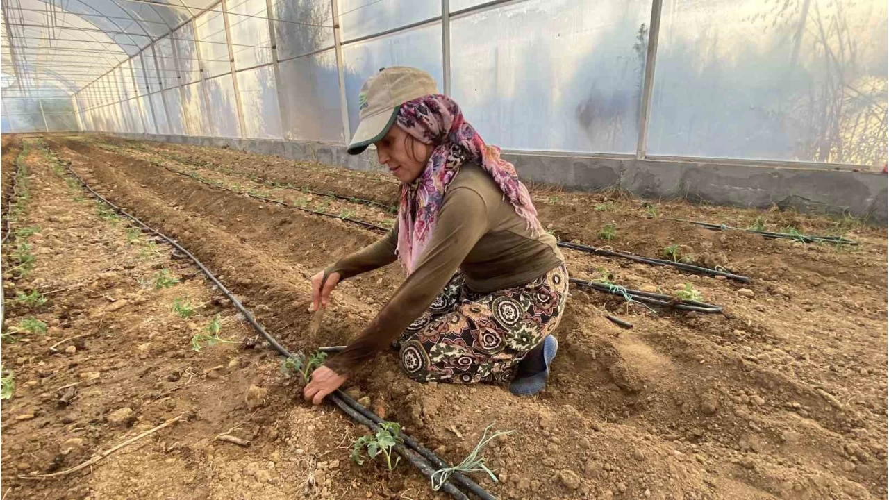 Antalya'da güzlük fide dikimleri başladı