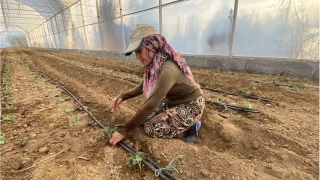 Antalya'da gzlk fide dikimleri balad