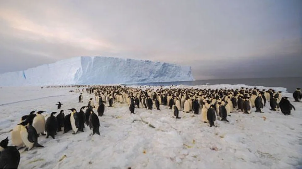 Antarktika�da yeni �mparator Penguen Kolonisi ke�fedildi
