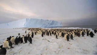 Antarktika�da yeni �mparator Penguen Kolonisi ke�fedildi