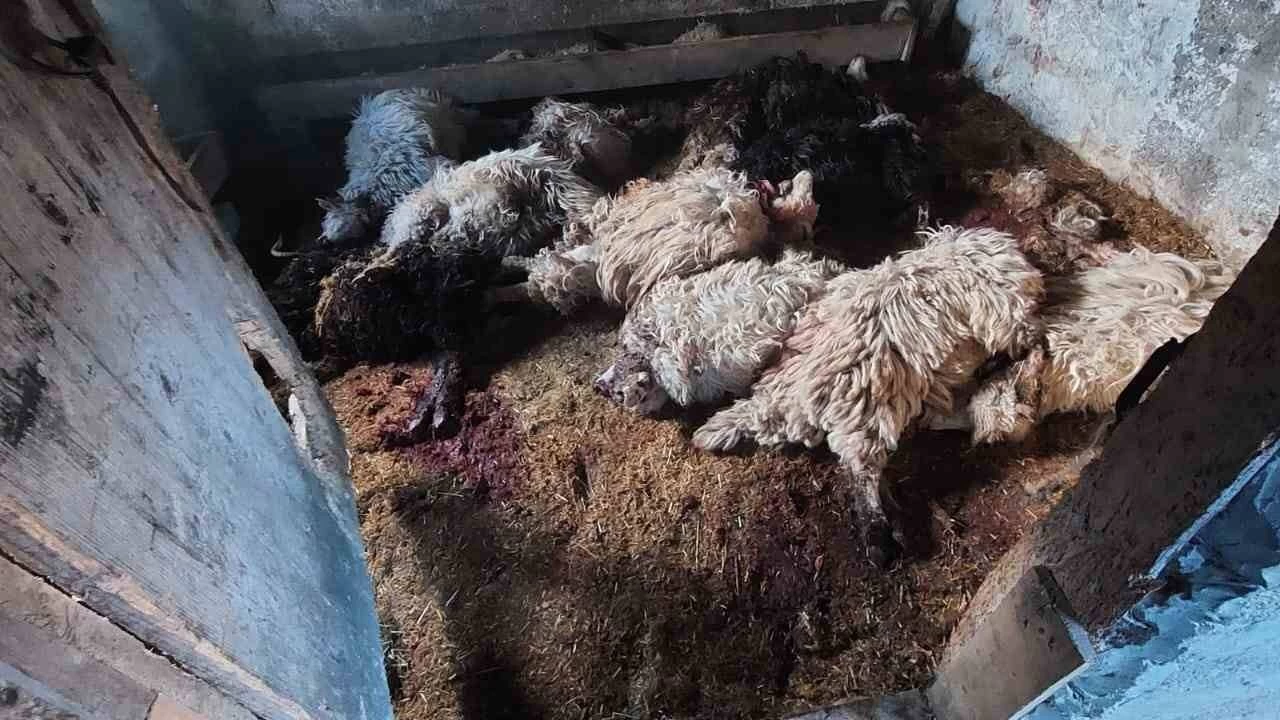 Araklı'da kurt dehşeti sürüyor