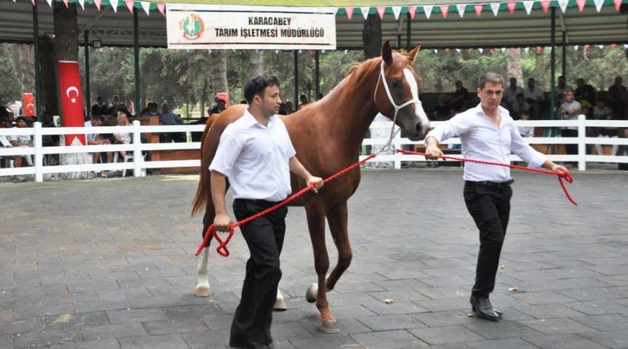 Arap taylar�n�n sat���ndan 3.1 milyon lira gelir 