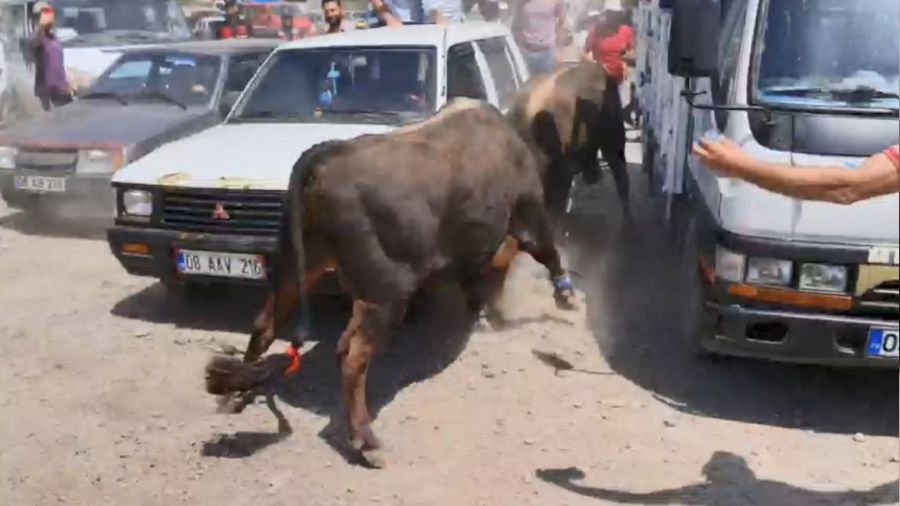 Artvin'de boğalar arenaya sığmadı, park halindeki bazı araçlar zarar gördü