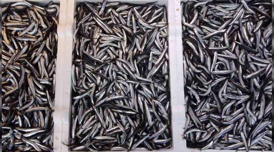 Av yasa�� hamsiye yarad�