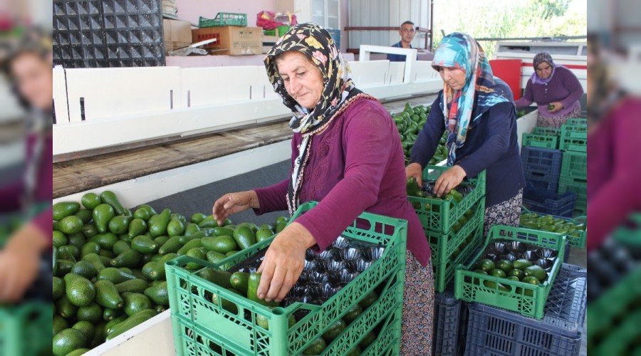 Avokado toplandığı gün ihracat yolculuğuna çıkıyor