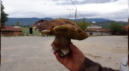 Ayı mantarı köylünün gelir kapısı oldu