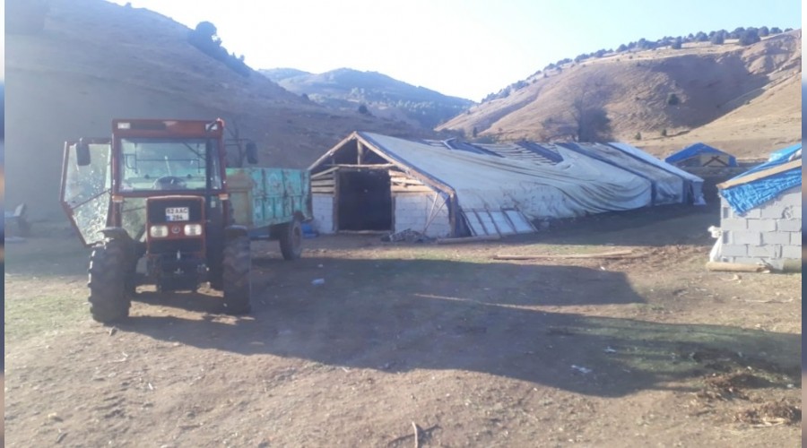 Ay�lar koyunlar� pen�eleriyle �ld�rd�