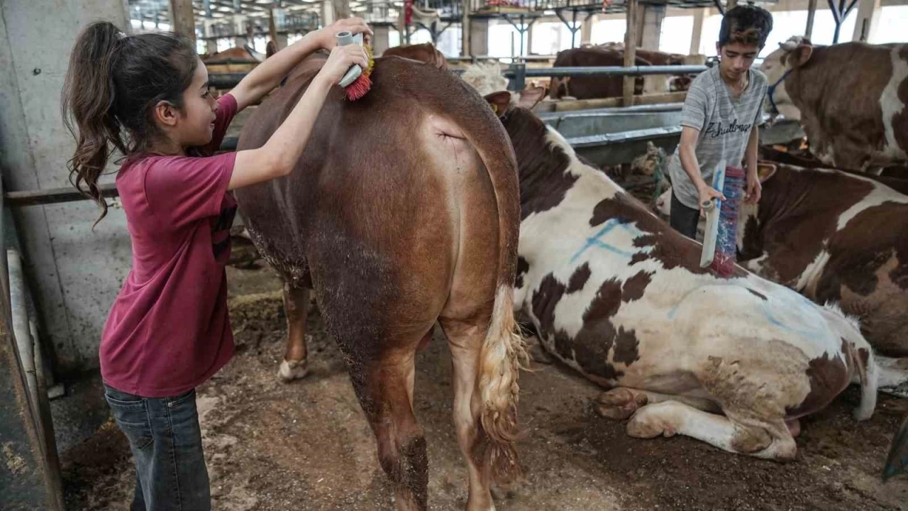 Aytaç ve Ecrin okulu astı, kurban satışı yapıyor