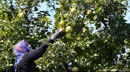 Ayvayı tüccar dalında kaptı