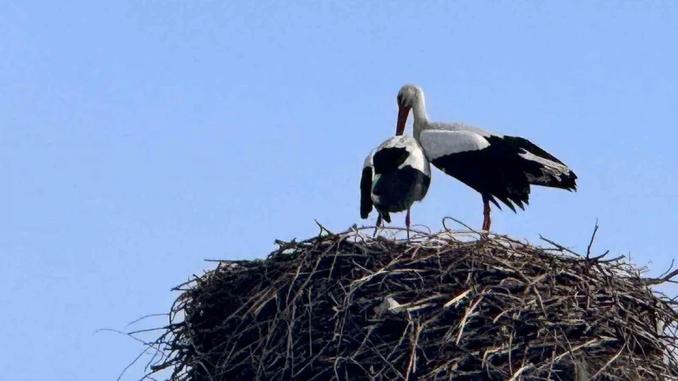 Bahar�n habercisi leylekler Ardahan'a ula�t�