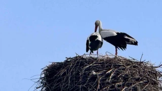 Baharın habercisi leylekler Ardahan'a ulaştı