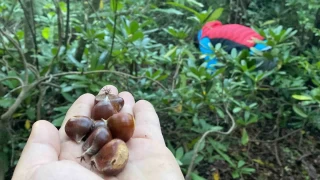 Bartın'da kestane hasadı başladı