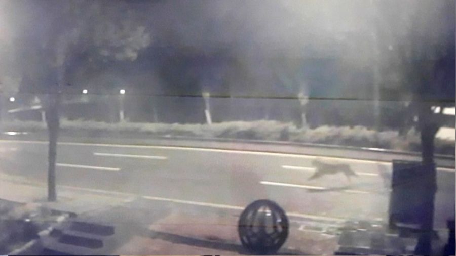 Başkent'te hayvanat bahçesinden aslan kaçtığı iddiası ortalığı karıştırdı