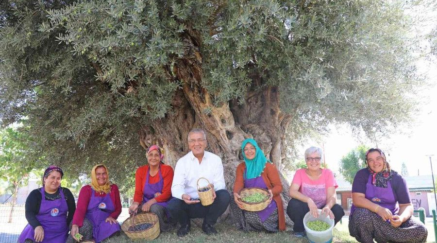 Bin 204 yaşındaki zeytin ağacı hasat edildi