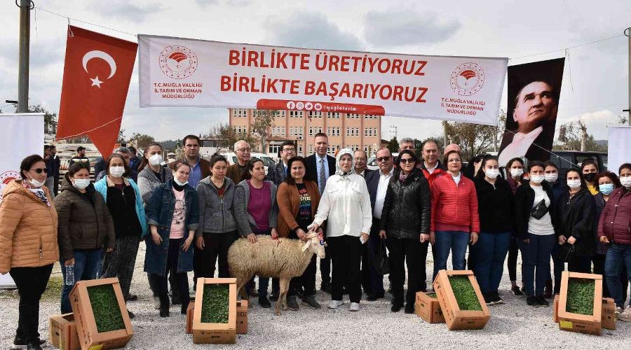 Bodrum ve Milas'ta 70 kadn reticiye 700 koyun