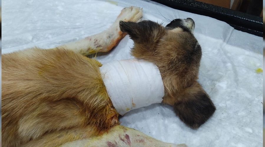 Boğazı kesik köpeği vatandaşlar kurtardı
