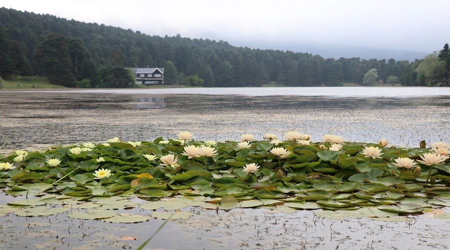 Bolu Gölcük Tabiat Parkı göreni aşık ediyor