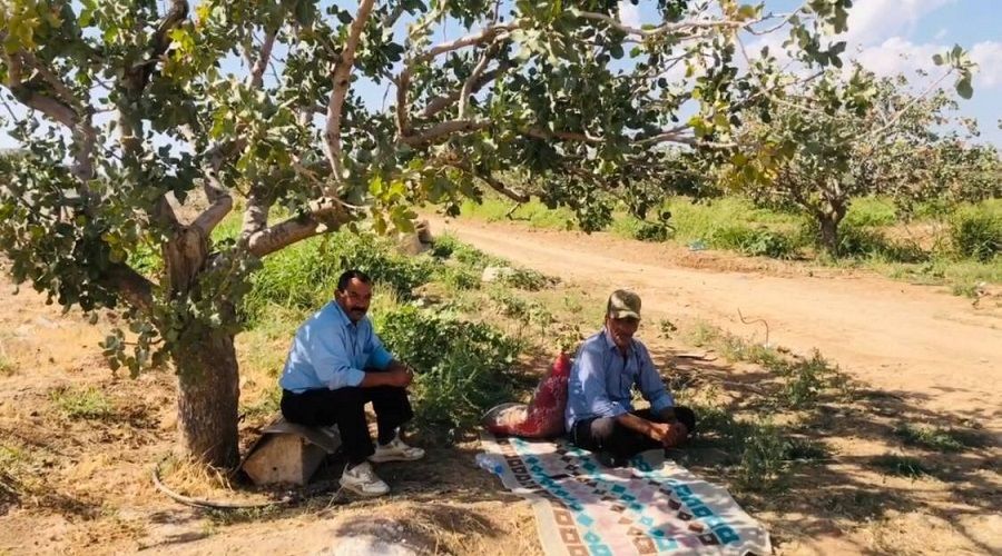 Bu bek�iler 'f�st�k' bekliyor
