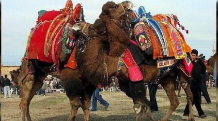Bu da icradan satılık güreş devesi