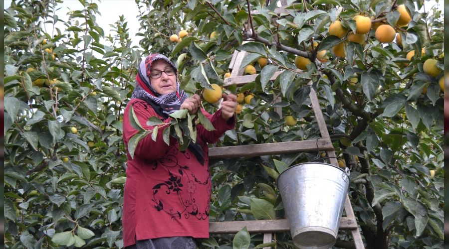 Bu sene cennet hurmas� ucuz olmayacak