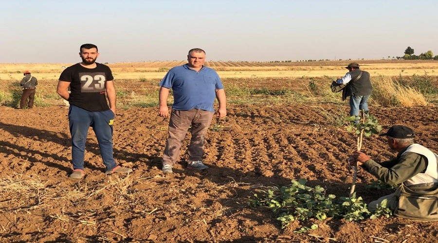 Bu�day ve m�s�r� b�rak�p f�st��a y�neldiler