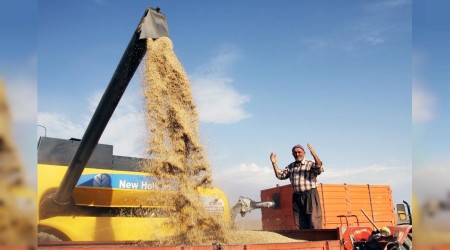 Buğdayda alarm zili çalıyor