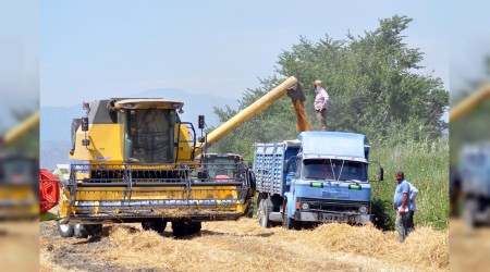 Buğdayda ürküten tablo