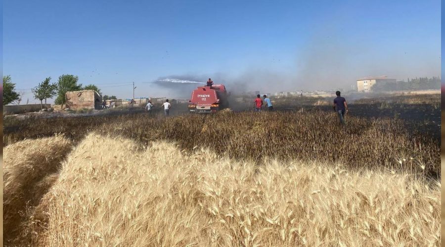 Budayn yandn gren mahalleli tarlaya kotu