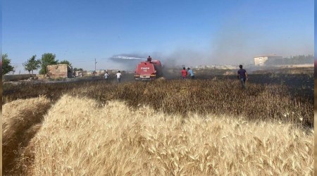 Budayn yandn gren mahalleli tarlaya kotu