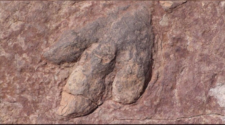 Bulunan fosilin, dinozorlarý yok eden gök taþýyla baðlantýlý olabileceði belirtildi