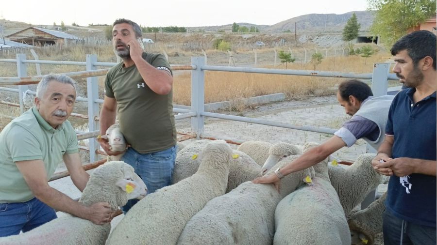Çankırı'da üreticilere merinos koç dağıtıldı
