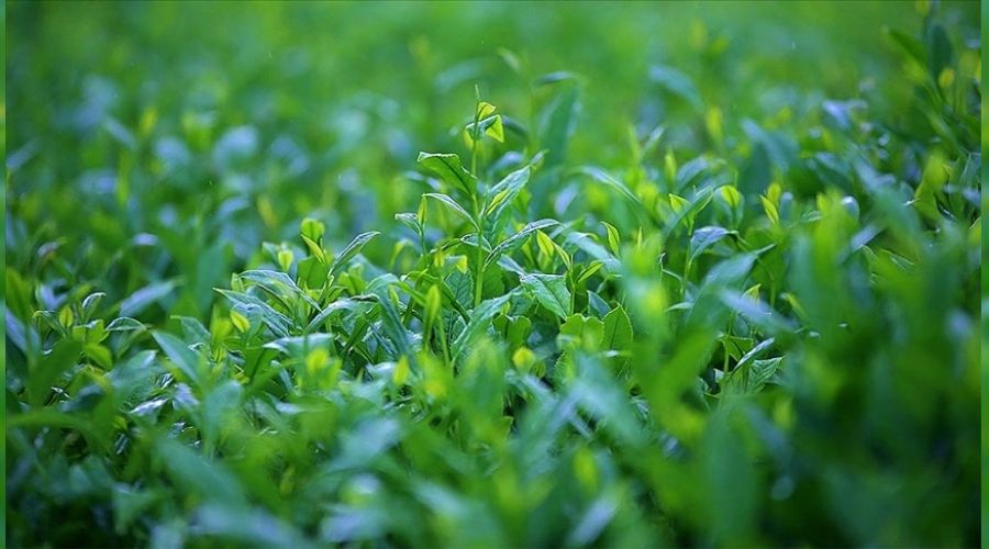  �aykur 500 personel alacak