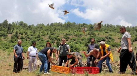 Çiftçiler çekirgelerle biyolojik mücadele için keklik bıraktı