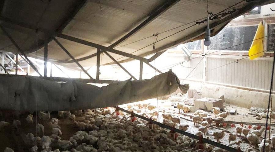 �iftli�in �at�s� ��kt�, binlerce tavuk telef oldu