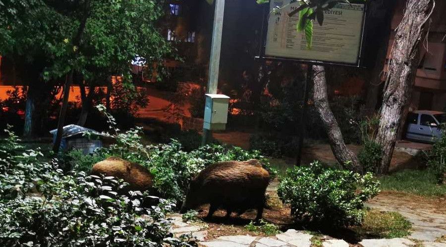 Çocuklar oyun parkına gelen yaban domuzlarını besledi
