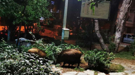 Çocuklar oyun parkına gelen yaban domuzlarını besledi