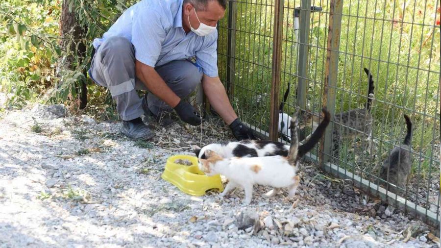�orum'da sahipsiz hayvanlar� koruma birli�i kuruluyor