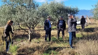 Dal kanseri artışı, zeytin üreticilerini endişelendirdi
