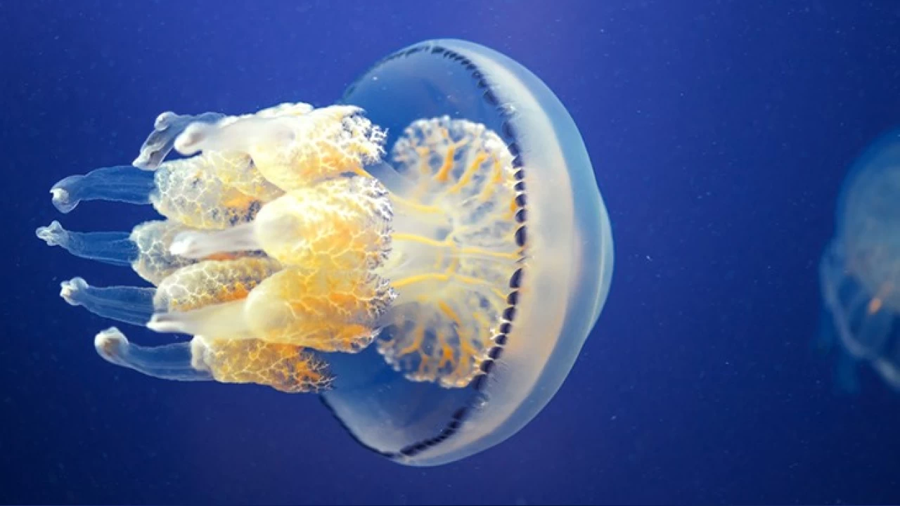 Deniz analar�n�n organlar�n� nas�l yeniledi�i anla��ld�