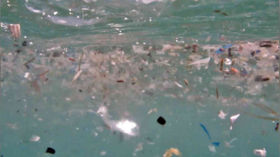 Deniz canlılarının en büyük düşmanı 'Mikroplastikler'