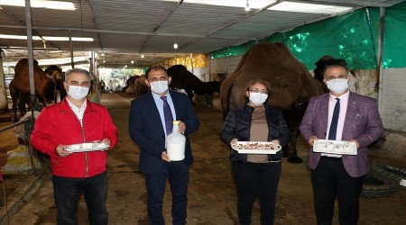 Deve sütünden peynir, yoğurt olur mu