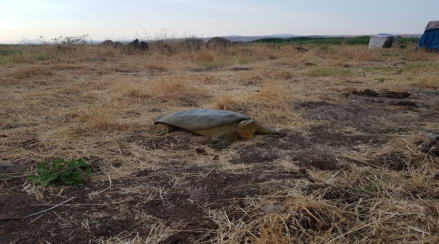Diyarbak�r'da 1 metrelik kaplumba�a