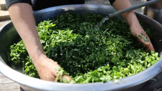 Doğadaki zehirli ot kazanda şifaya dönüşüyor