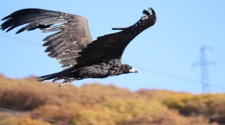 'Doğanın çöpçüsü' en son Bayburt'ta görüldü