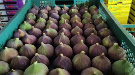 Dünyaca ünlü Kraliçe İnciri dalında kaldı